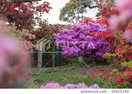 Azalea 30425248