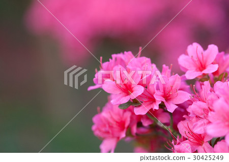 Azalea 30425249