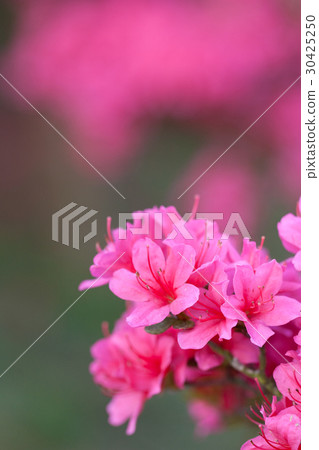 Azalea 30425250