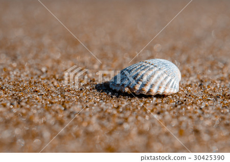 Sea shell lying on the beach Sea shell lying on the beach 30425390