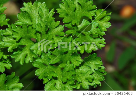 Green parsley leaf Green parsley leaf 30425463
