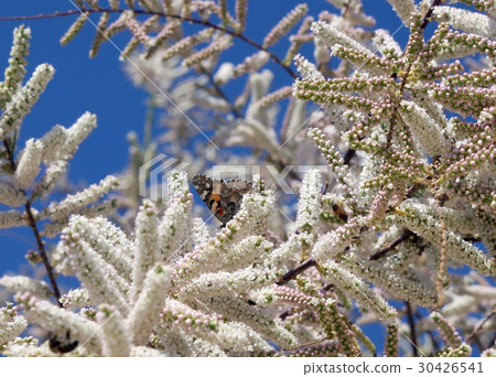Blooming tamarix and butterfly Blooming tamarix and butterfly 30426541