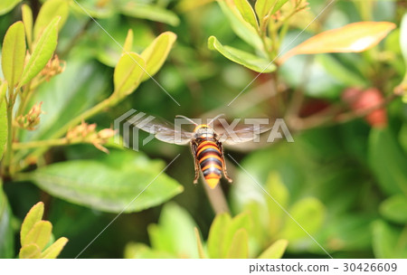 Olyps (queen) ① 30426609