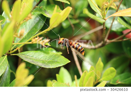 Olyps ring (Queen) ② 30426610