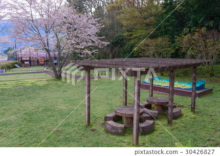 [靜岡縣]天娜斷層公園，櫻花季節 30426827