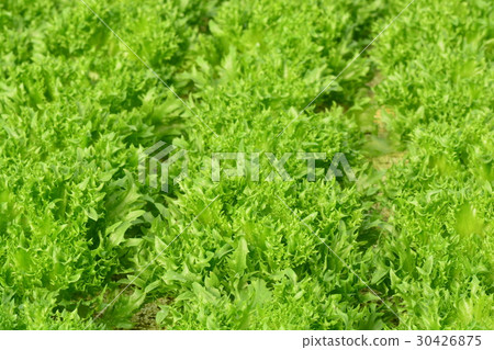 hydroponic plants in vegetable garden farm hydroponic plants in vegetable garden farm 30426875