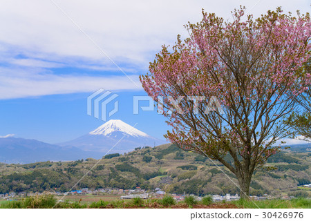 [靜岡縣關南市]田納盆地的櫻花和富士山 30426976