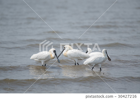 Black turtle shellfish adult bird in tidal flat yoga park 30427216