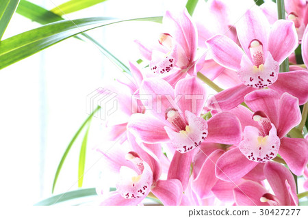 Cymbidium Cymbidium 30427277
