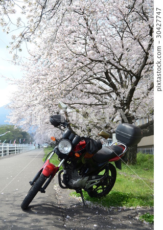 Bike and cherry blossoms Bike and cherry blossoms 30427747