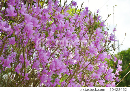 Mitsuba杜鵑花 Mitsuba杜鵑花 30428462