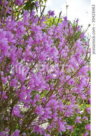 Mitsuba杜鵑花 Mitsuba杜鵑花 30428463