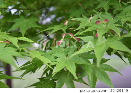 Fruit of autumn leaves 30429149