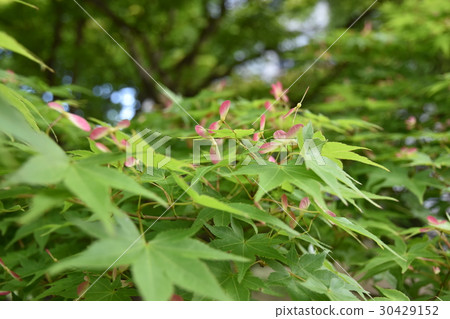 Fruit of autumn leaves 30429152