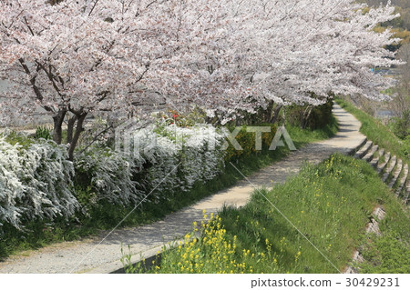 Sakura Trail 30429231