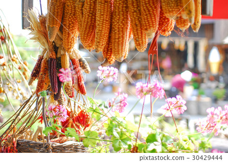 Corn and flowers Corn and flowers 30429444