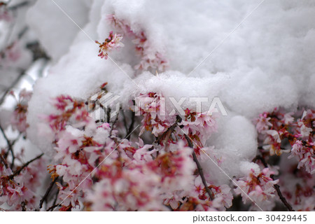 Cherry blossoms and snow in full bloom Cherry blossoms and snow in full bloom 30429445