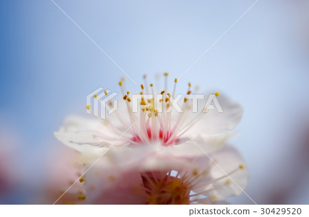 Plum blossom Plum blossom 30429520