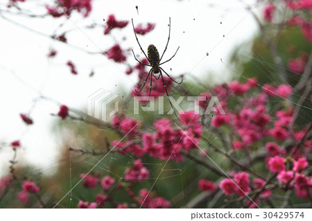 spider spider 30429574