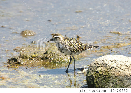 鷹斑鷸 鷹斑鷸 30429582