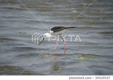 長腳鷸 30429587
