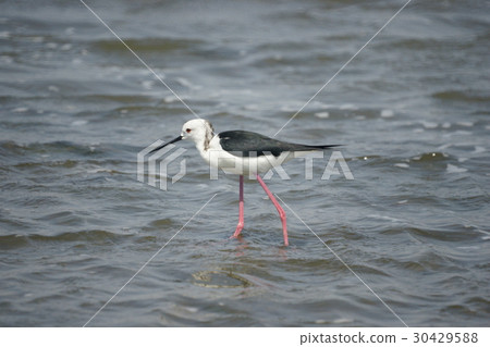 Long fin Long fin 30429588