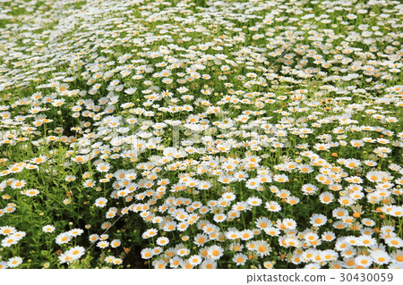 North pole flowers North pole flowers 30430059