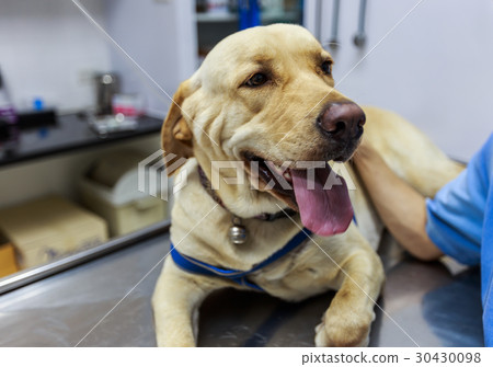 Veterinarian Examining, giving an IV to sick dog Veterinarian Examining, giving an IV to sick dog 30430098