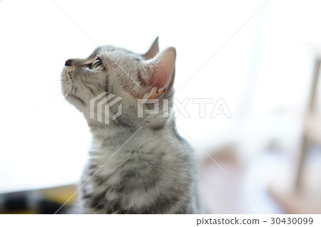 Cat American short hair 2 Cat American short hair 2 30430099