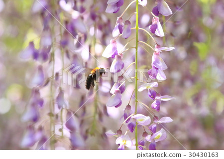 A bear sticking to a wisteria flower 30430163