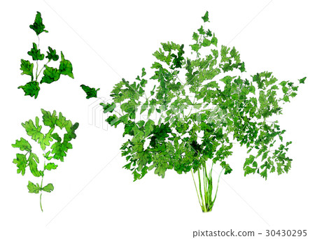 Italian parsley Italian parsley 30430295