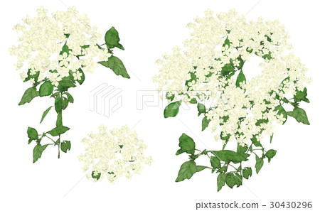 Elderflower Elderflower 30430296