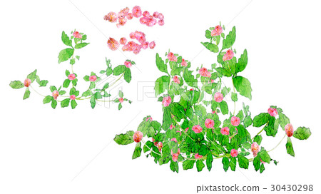 三葉草紅 30430298