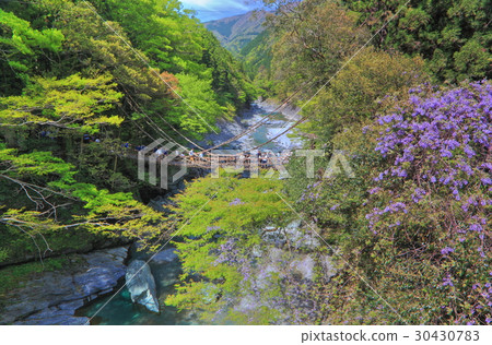Kazura Bridge in Iya, fresh green Kazura Bridge in Iya, fresh green 30430783