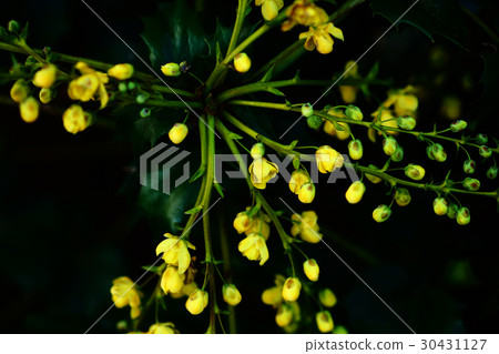 Flowering of the Hollyguinanten 30431127