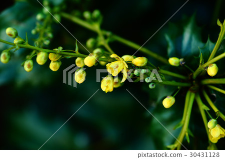 Flowering of the Hollyguinanten 30431128
