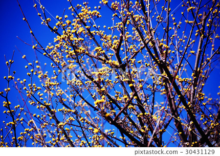 The flowers of Sanshu bloom in the blue sky 30431129