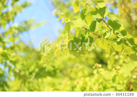 Kurazura離開 30431189