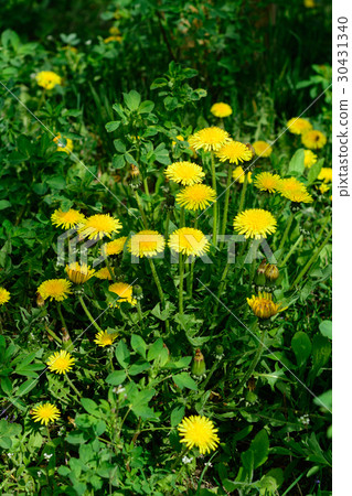 Close up of blooming yellow dandelion flowers 30431340