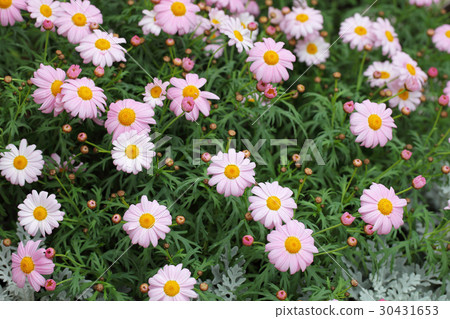 Margaret · Angelic pink flowers and buds Margaret · Angelic pink flowers and buds 30431653