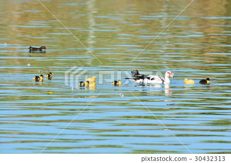 Miyakojima / wild bird of irrigation pond 30432313