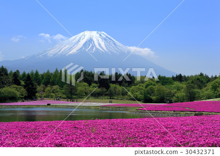 Fuji (May Shiba Sakura) 30432371