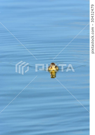 Miyakojima /灌溉池塘野生鳥 30432479