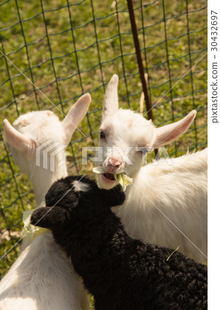 Little white kids and a black lamb Little white kids and a black lamb 30432697