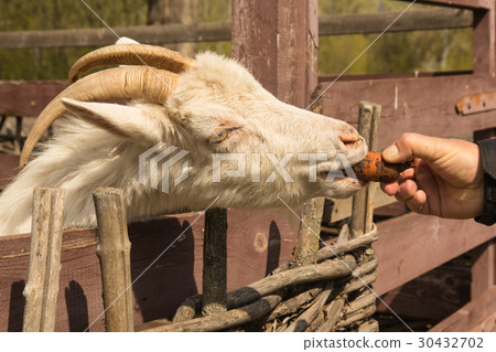 White domestic goat 30432702