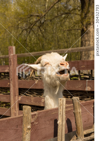 White domestic goat White domestic goat 30432703