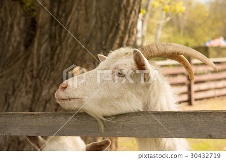 White domestic goat White domestic goat 30432719