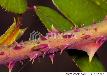Thorns of roses 30432764