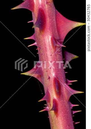 Thorns of roses 30432765
