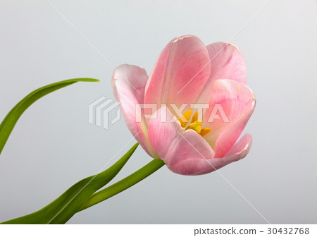 Pink Tulip flower Pink Tulip flower 30432768